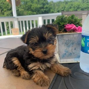 Milo