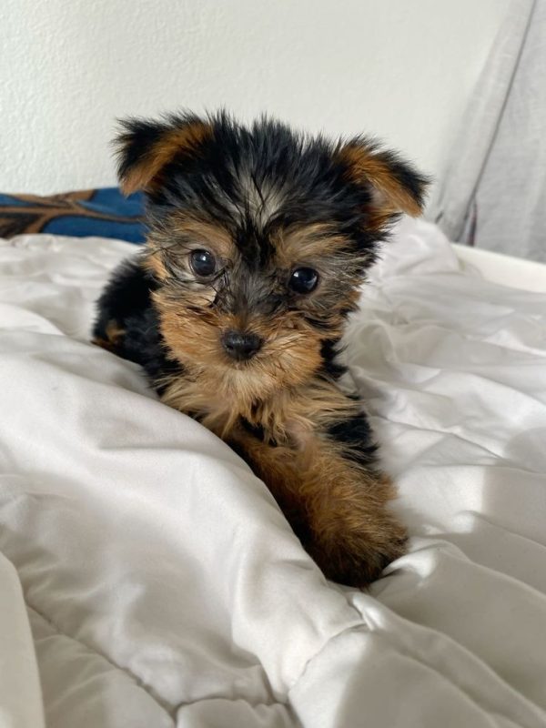 Daisy