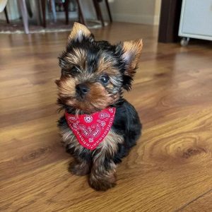 Bella