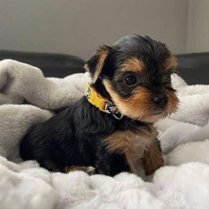 Bruno