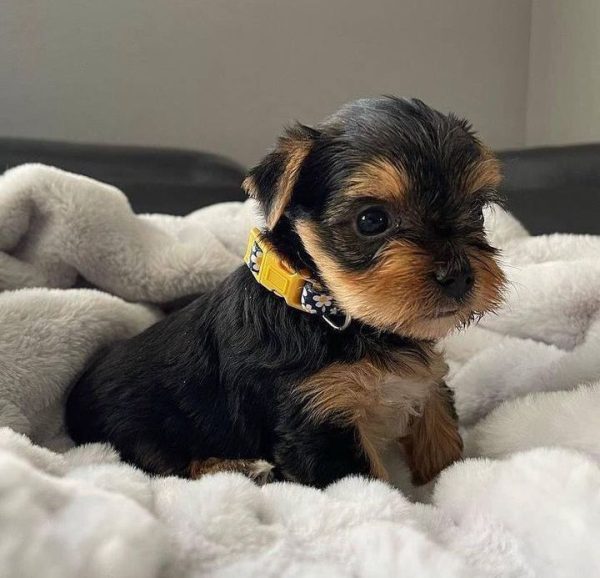 Bruno