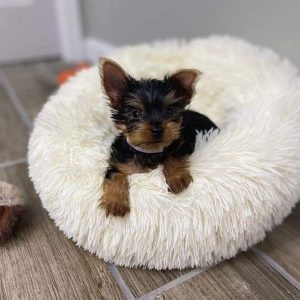 Nala